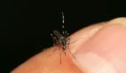 chikungunya personal story