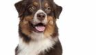 Australian shepherd rheumatoid arthritis