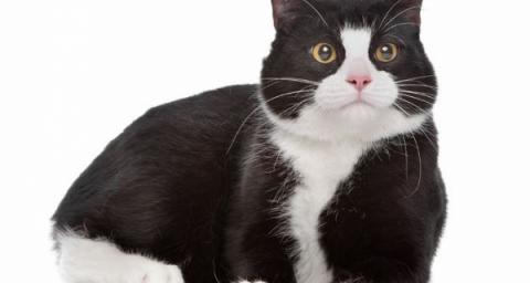 cats helping bones heal