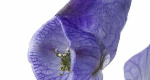 Plant Poisoning