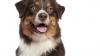 Australian shepherd rheumatoid arthritis