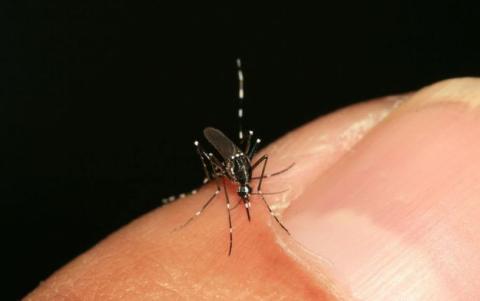 chikungunya personal story