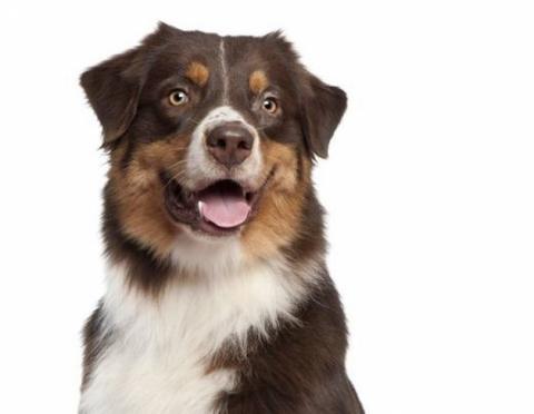 Australian shepherd rheumatoid arthritis